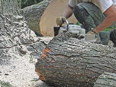 Tree Removal Image